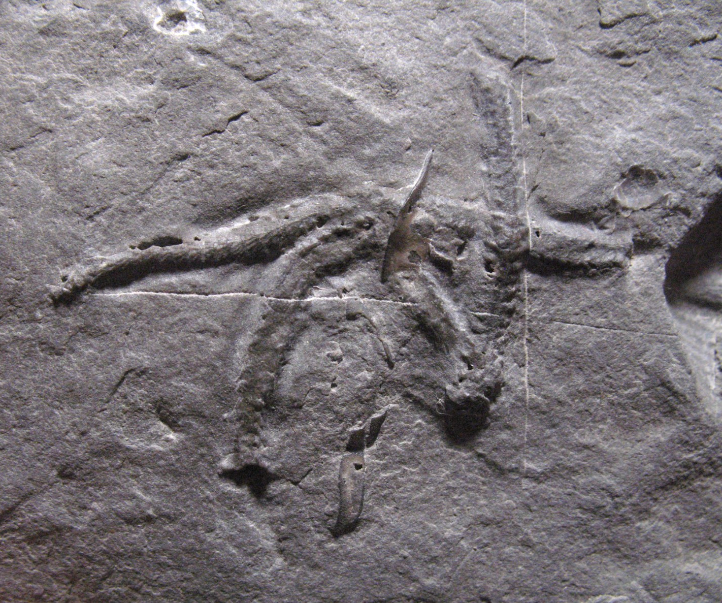 Silurian Rochester Shale fossil star fish Palaeaster niagarensis rare specimen