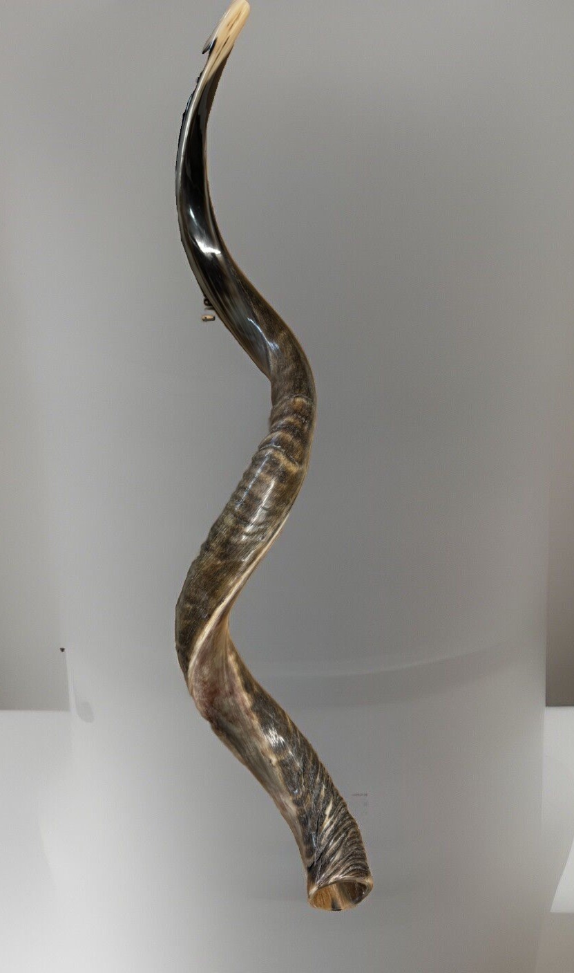 Shofar Yemenite Kudu Horn XXL 44”-48” New Natural KOSHER Made  USA