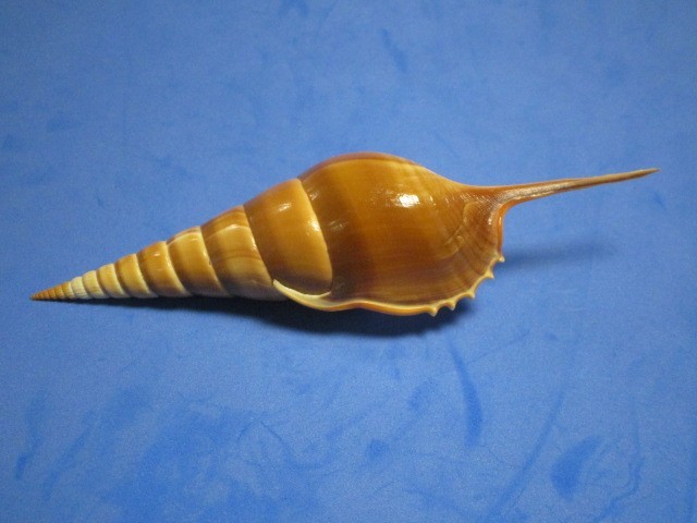 Tibia curta G. B. Sowerby II, 1842 