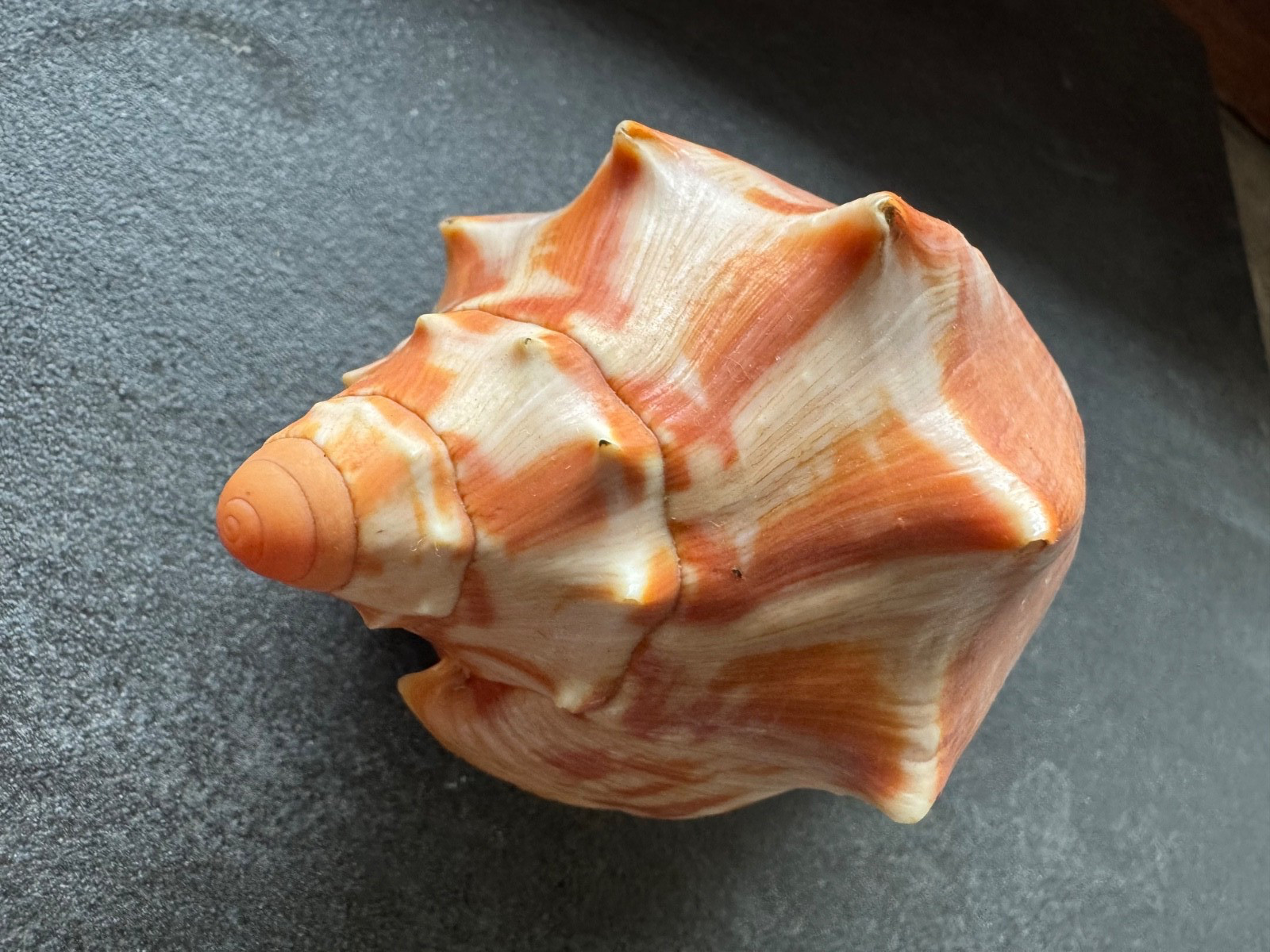 Cymbiola aulica 115mm (Sowerby 1825) Philippines Sulu - ex coll. Hemmen - Voluti