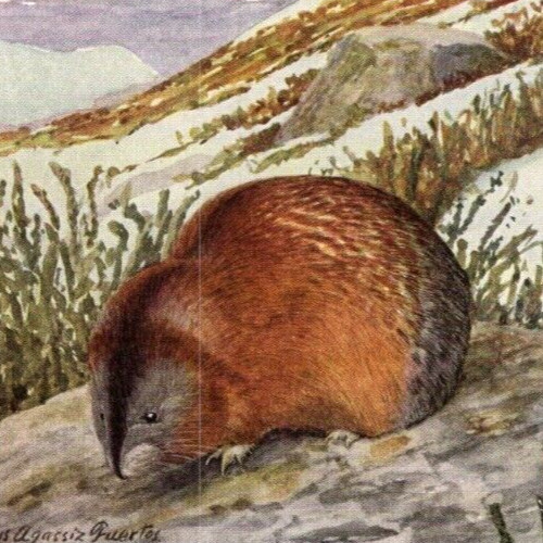 * Antique Louis A Fuertes National Geographic Banded Brown Lemming Art