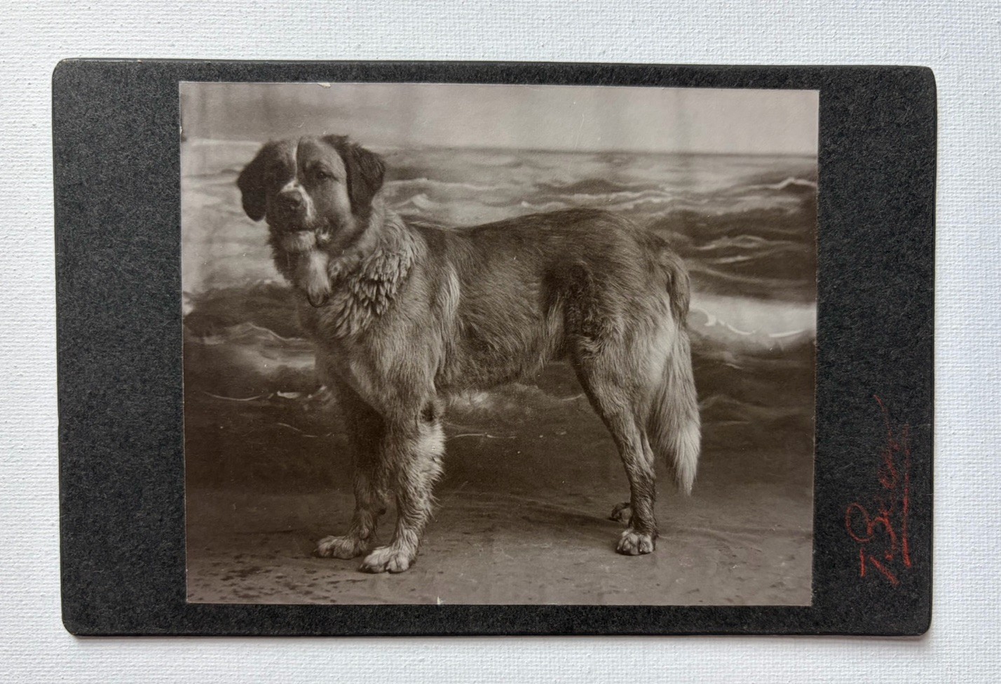 Antique Mounted Photo Handsome Big Dog Named Major Family Pet