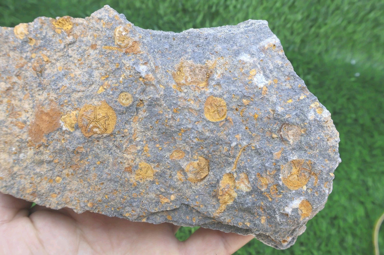 Spinadiscus lefebvrei Starfish Fossil – Authentic Ordovician Brittle Star Fossil