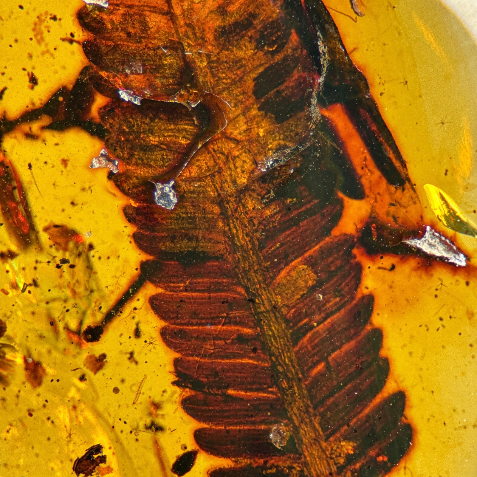 STUNNING LEAF inclusion in Burmese / Burmite amber fossil / 100% genuine 