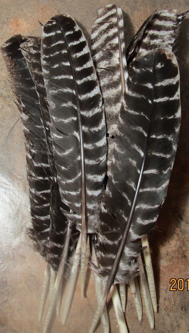 Lot of 25 BRONZE TURKEY QUILLS/BARRED FEATHERS