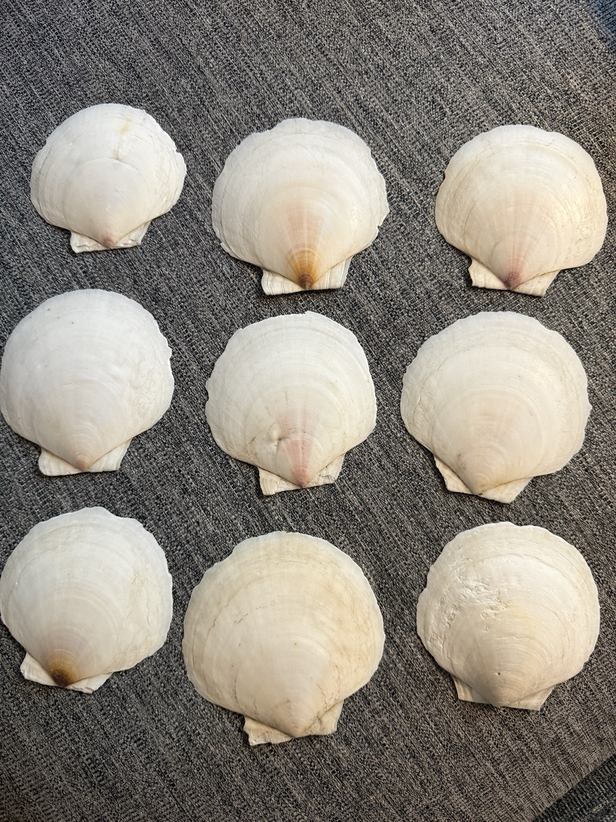 9 Large Scallop Shells Nautical Beach
