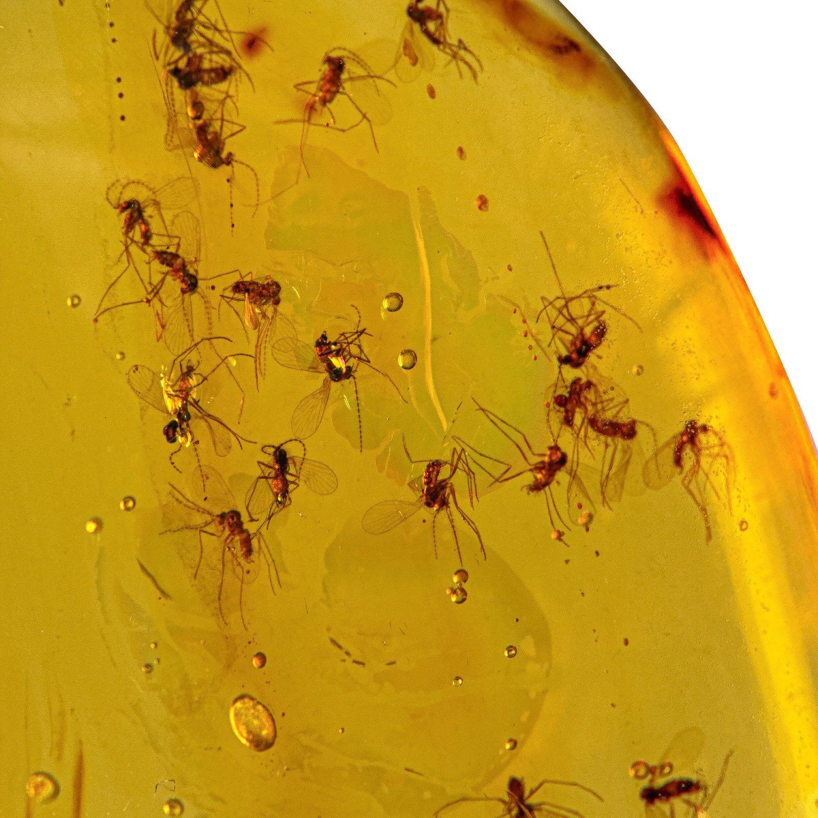 Swarm in Burmese / Burmite amber fossil / 100% genuine amber