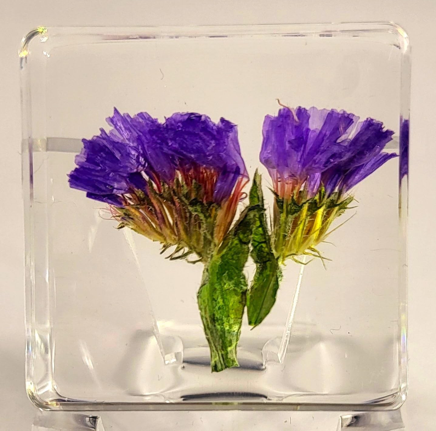 38mm Real Purple Lavender Flower in Crystal Clear Lucite Resin Specimen Botan...