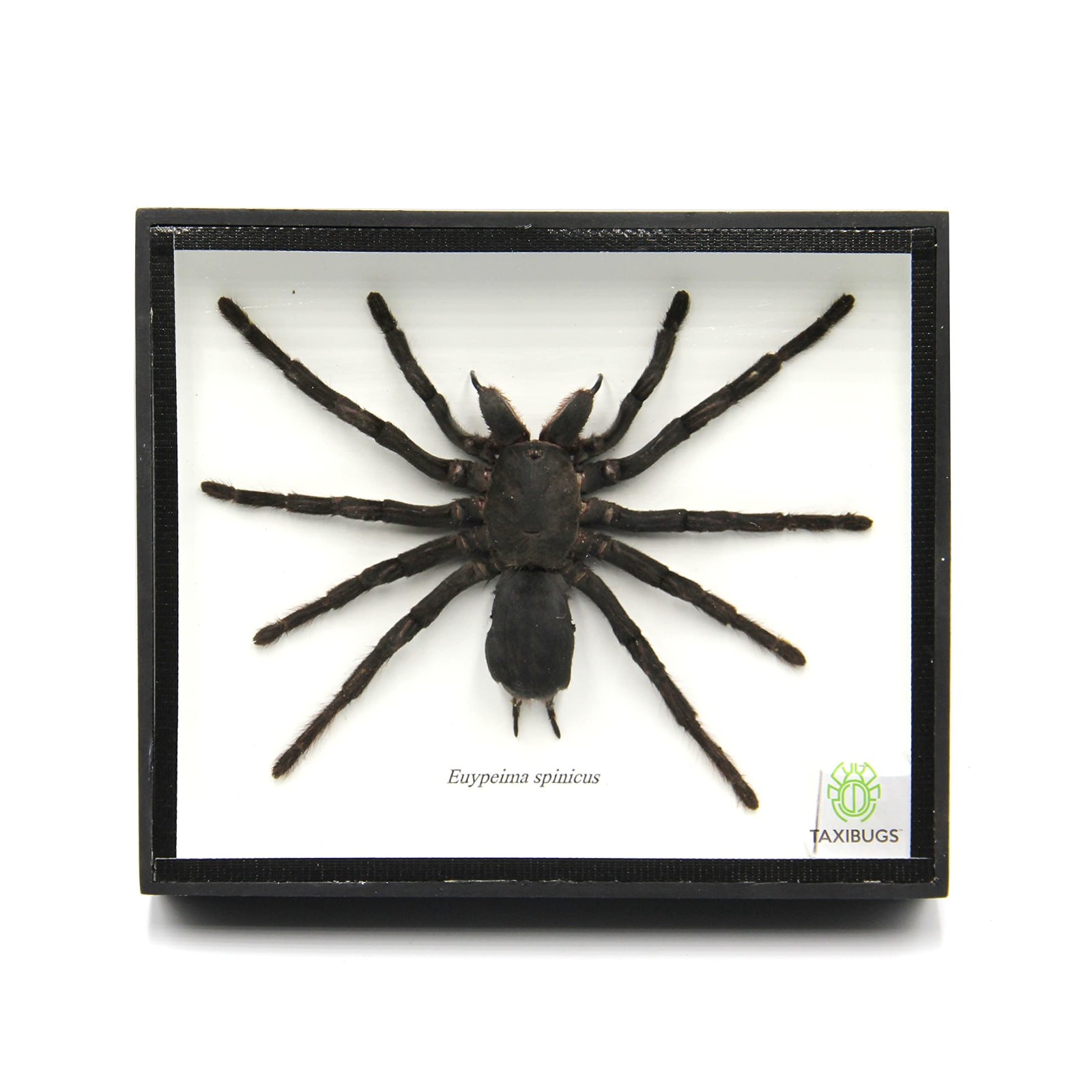 Real Preserved Tarantula Taxidermy Display 6\