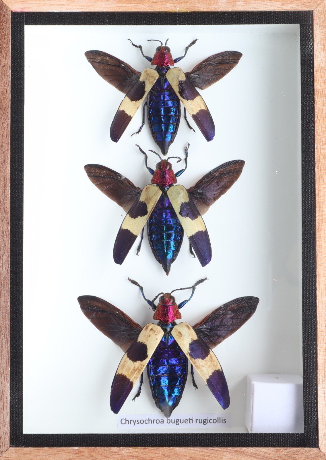 3 Real JJewel Beetles Chrysochroa Duqueti Rugicollis Rugicol Insect Taxidermy