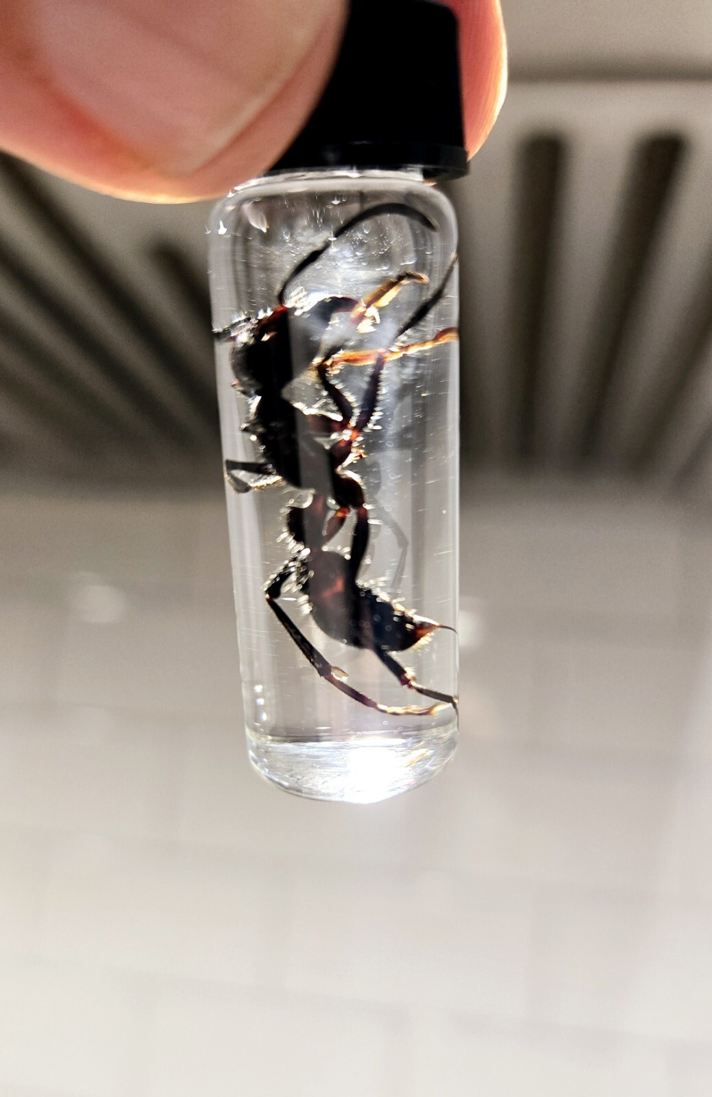  10 LOT -  REAL DEAL Bullet Ants       ( Paraponera Clavata)   WET SPECIMEN