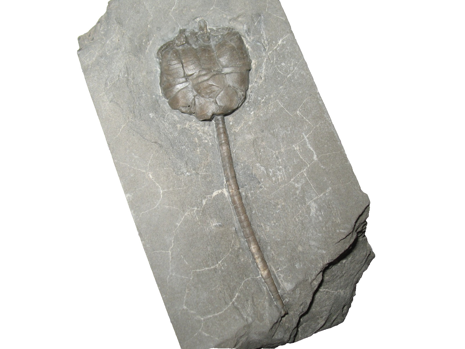 Silurian Rochester Shale crinoid fossil Lecanocrinus macropetalus rare type