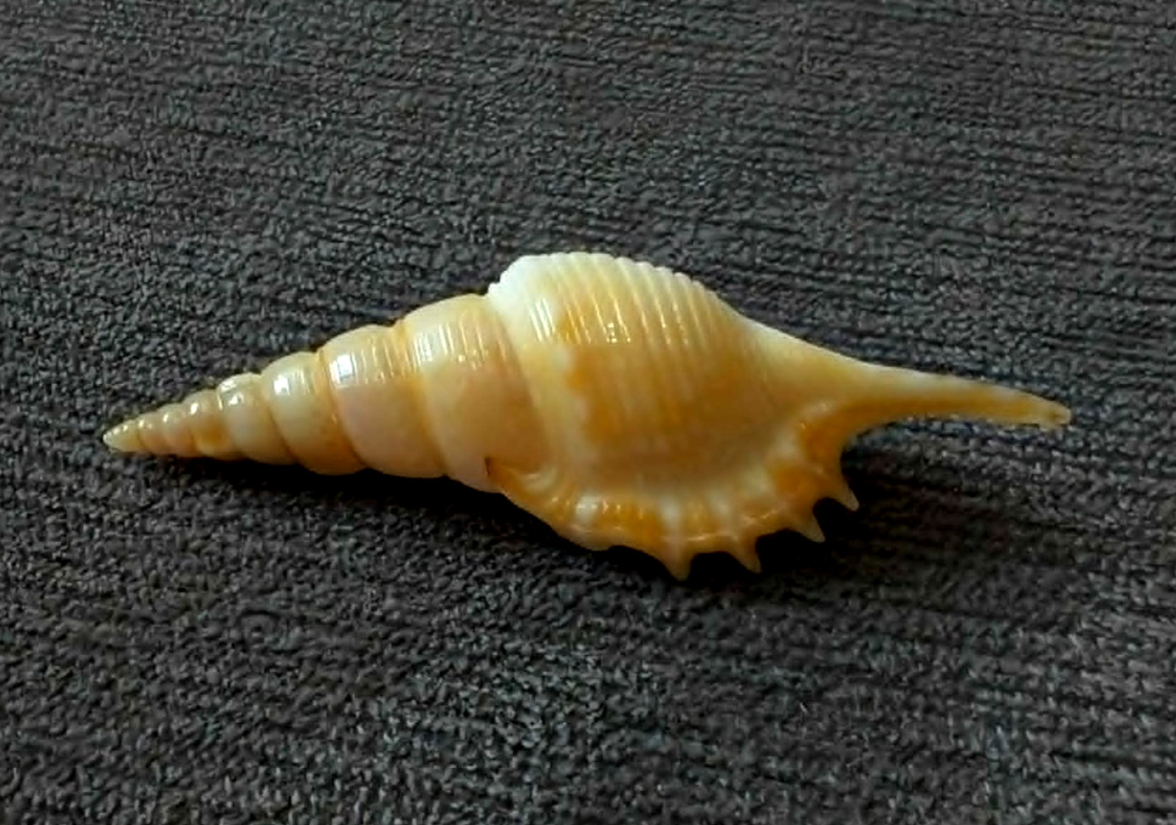 Tibia powisii 55.5mm  GEM callous mouth nice collection WOW