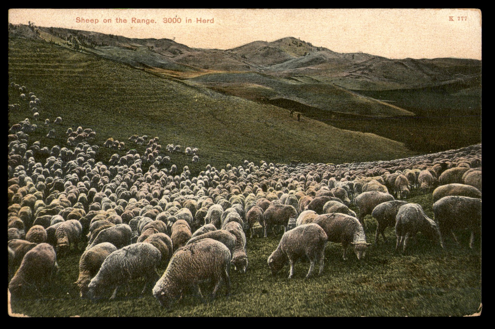 Postcard Sheep Herd on Range MT
