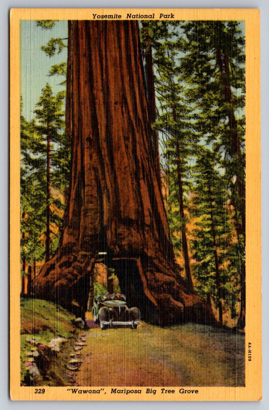 Yosemite National Park Wawona Mariposa Big Tree Grove c.1934