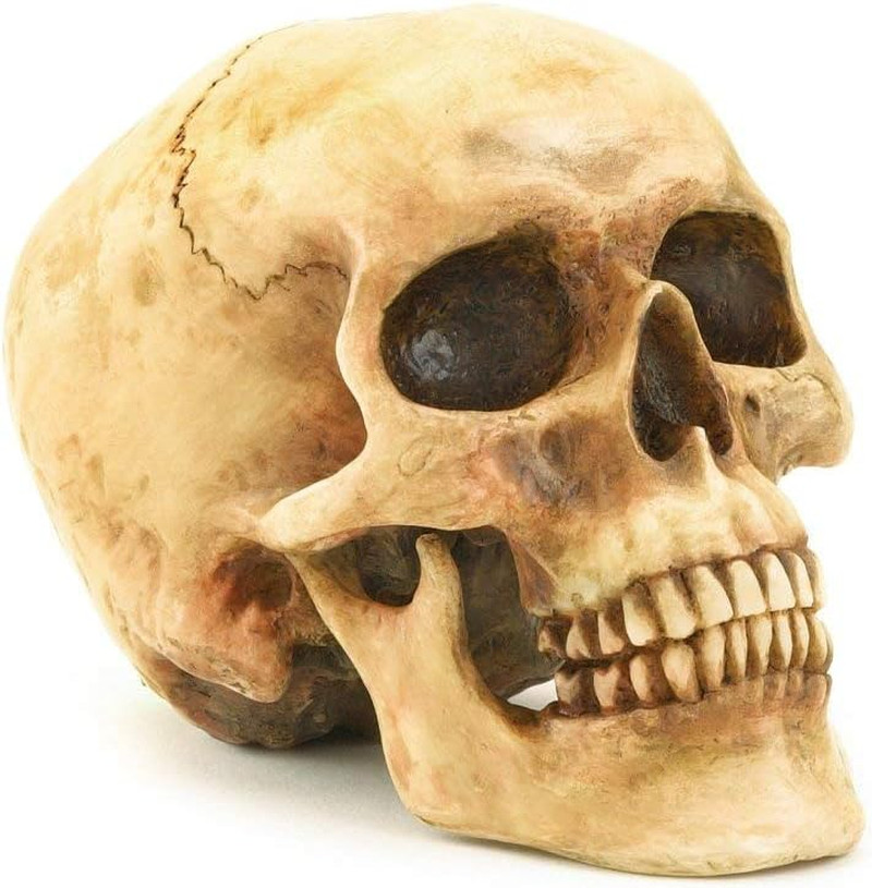 Realistic Human Skull Statue Polyresin Halloween Gothic Table Home Decor