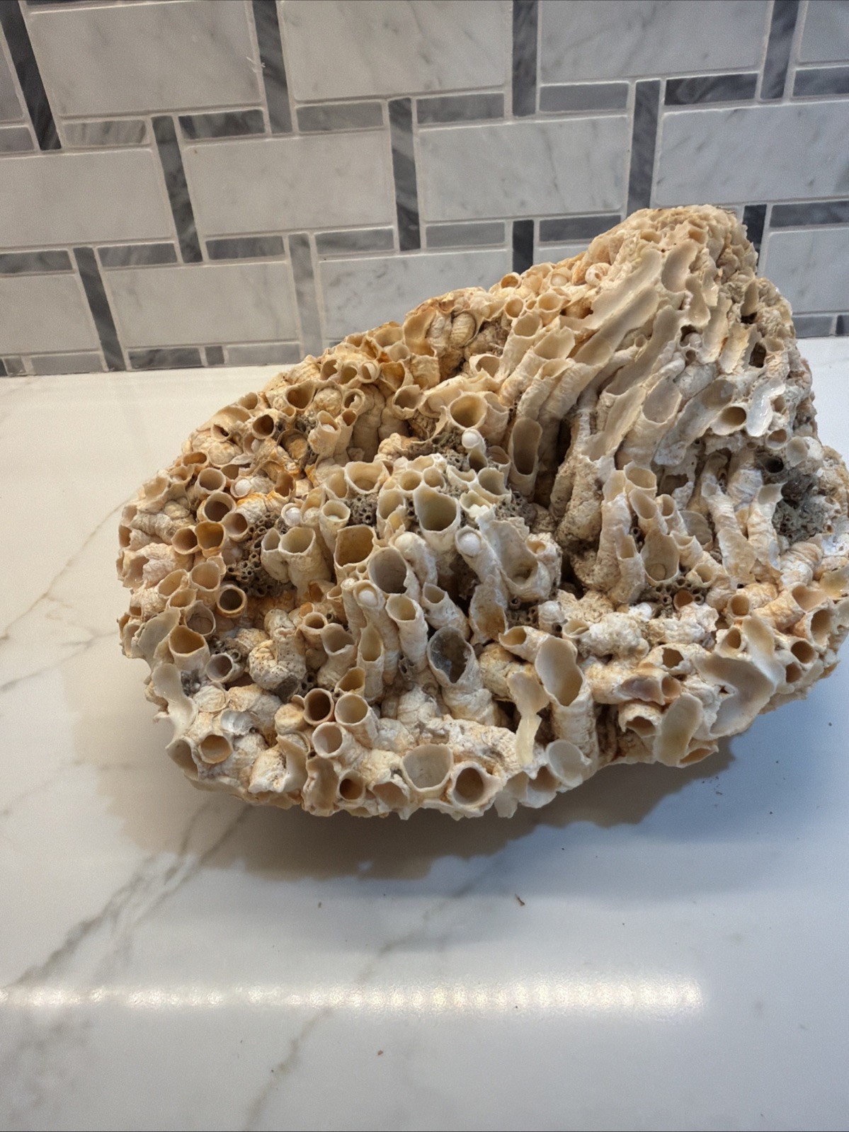Beautiful Fossil Specimen, Fossilized Marine Tube Worms 7 X 5 X 4 1/2