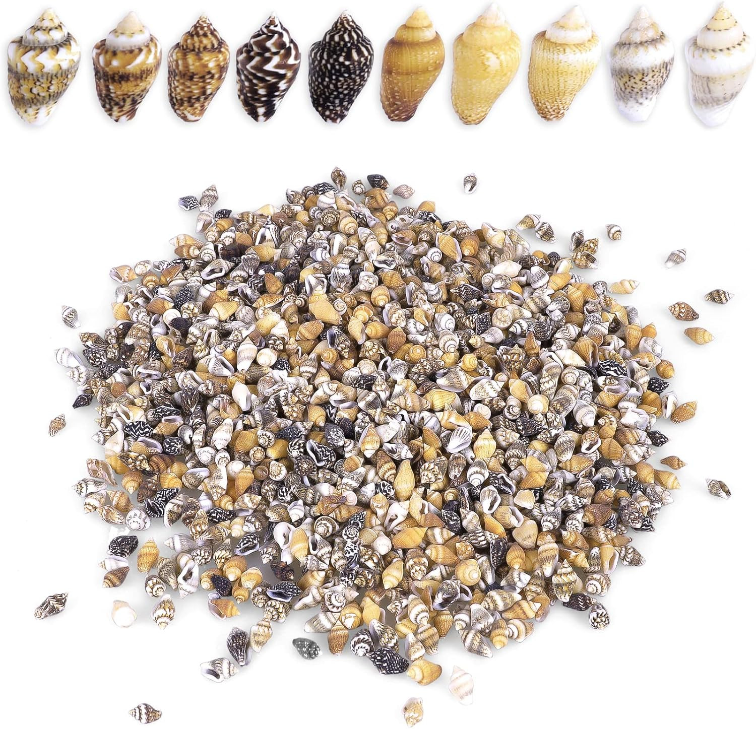 2000 PCS Tiny Mini Small Sea Shells for Crafting Spiral Conch Shells for Crafts