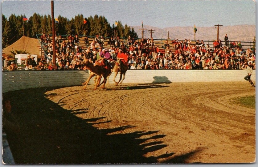 c1950s INDIO, California Postcard NATIONAL DATE FESTIVAL / Camel Race Scene