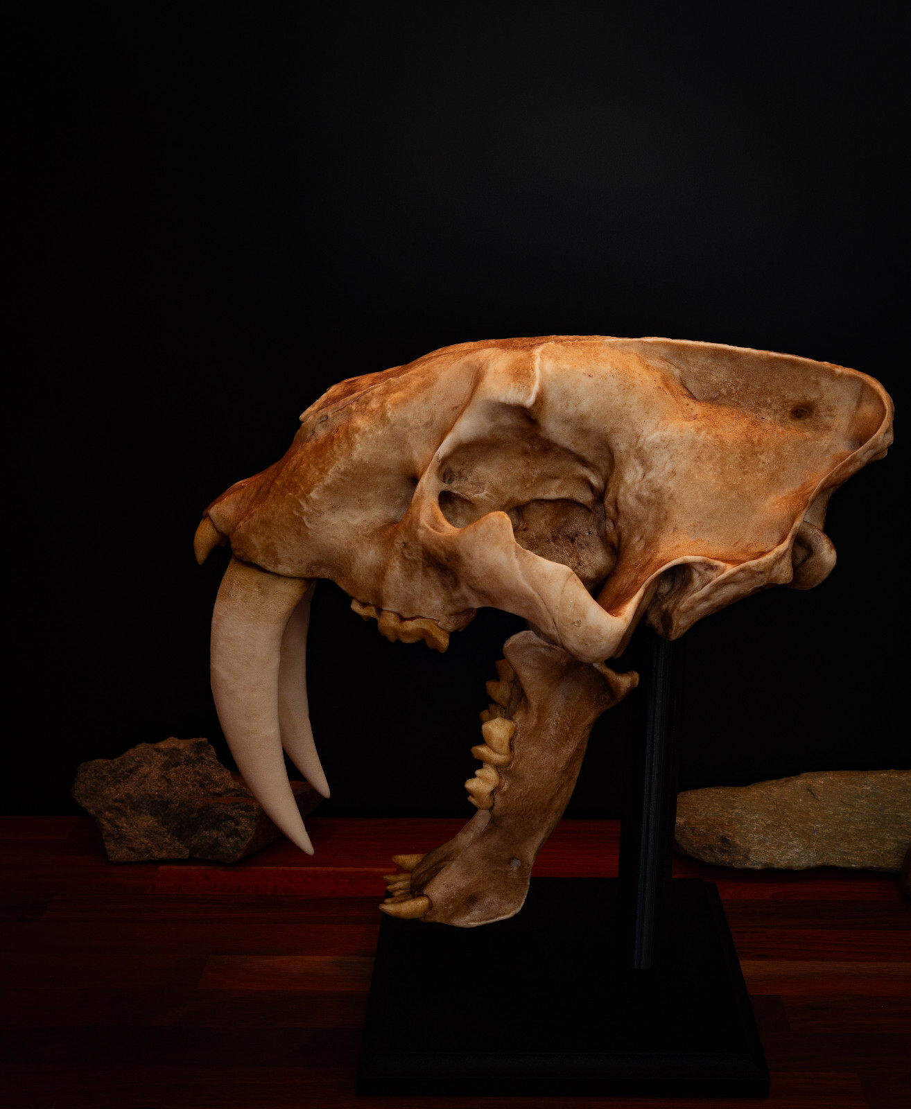 Smilodon Fatalis Skull Replica – Life Size Sabertooth Fossil Display