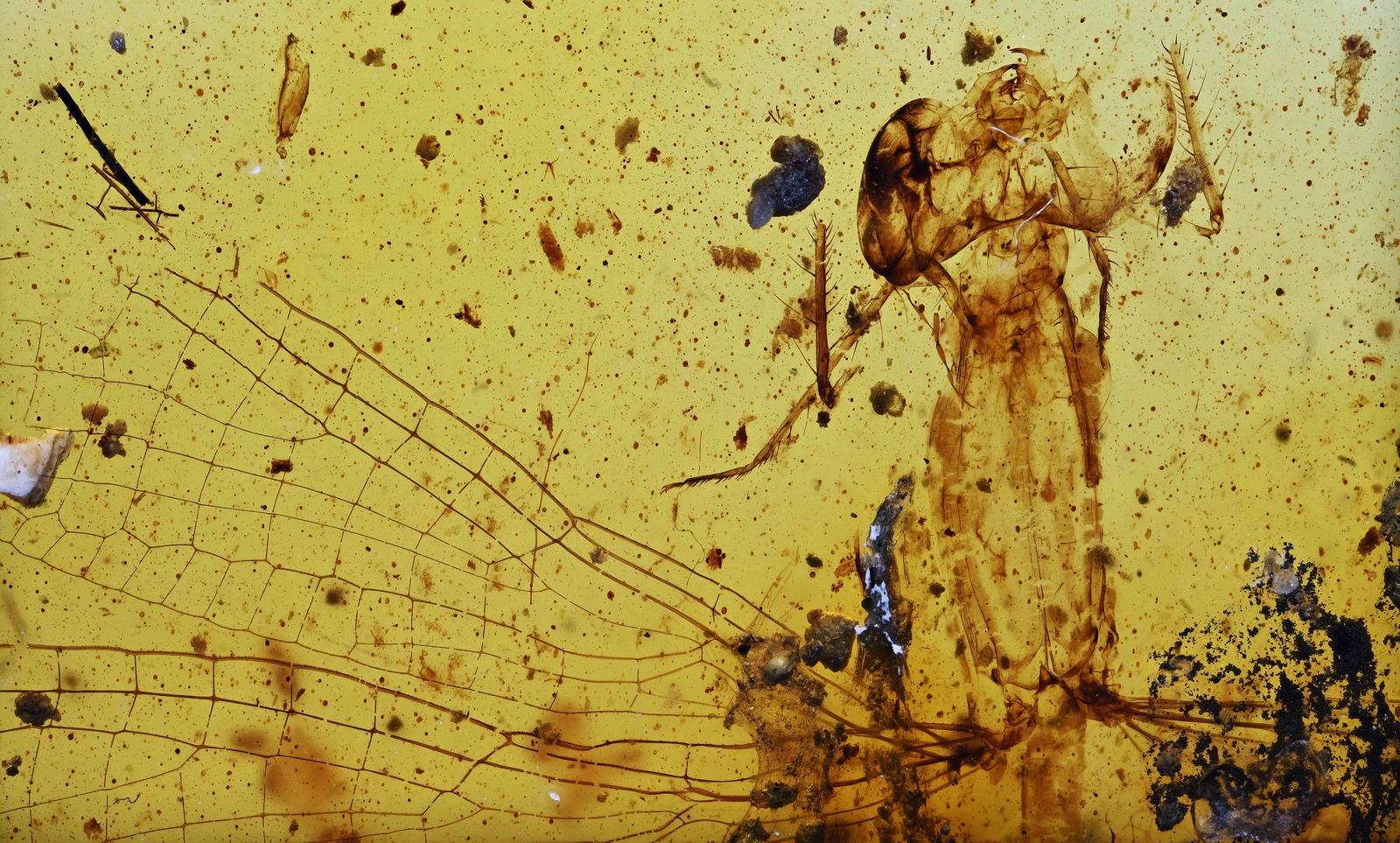RARE Zygoptera (Damselfly), Fossil Inclusion in Burmese Amber