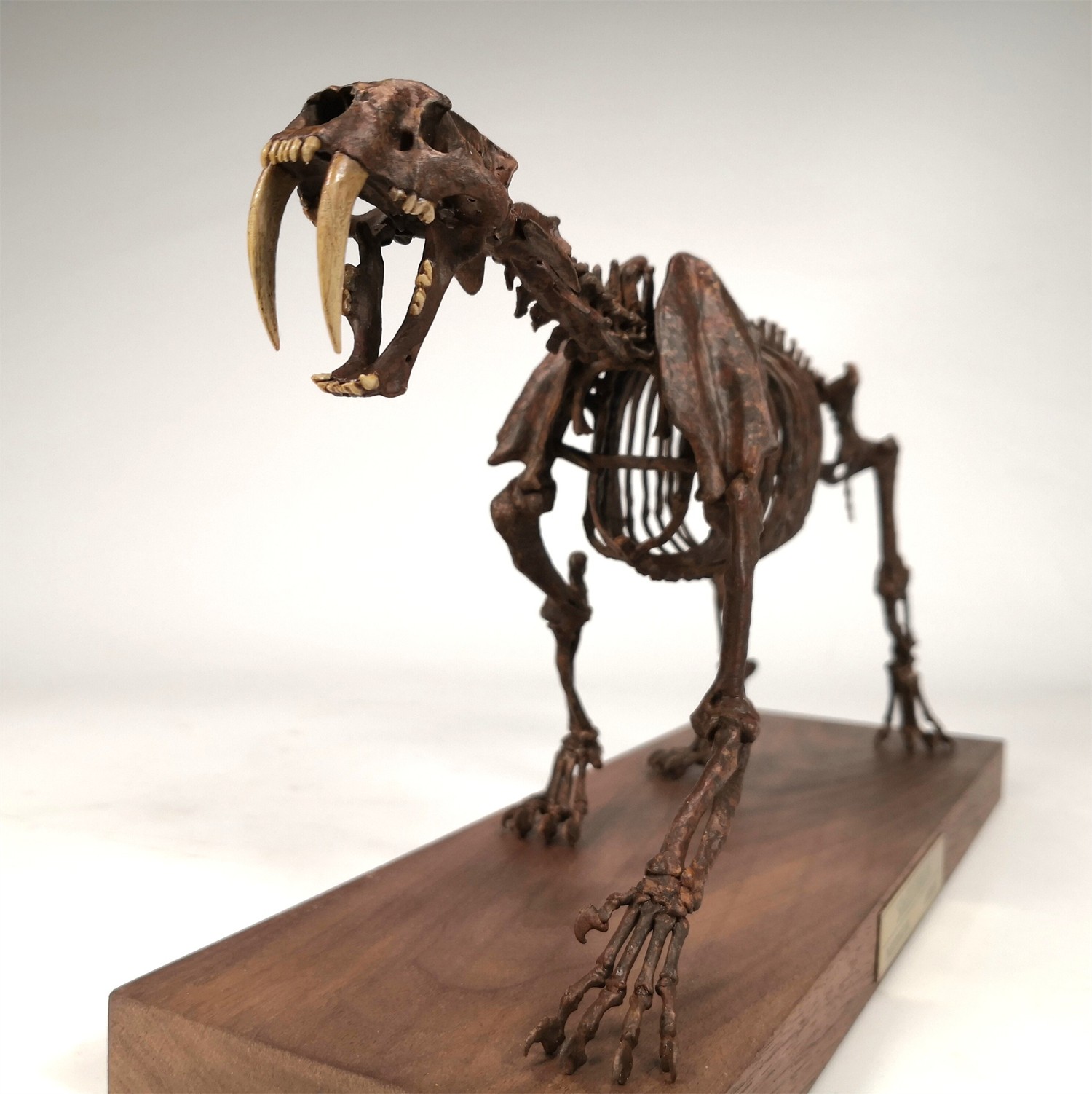 JuShi Studio Smilodon Skeleton Handcrafted Model 1/10 Scale Animal Model New