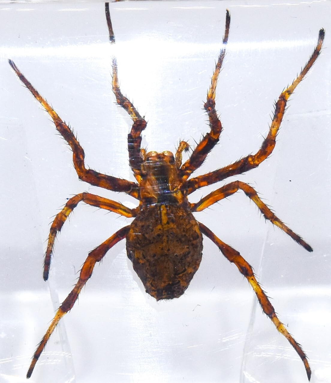 38mm Real Wolf Spider in Clear Lucite Resin Preserved Arachnoids Specimen Block