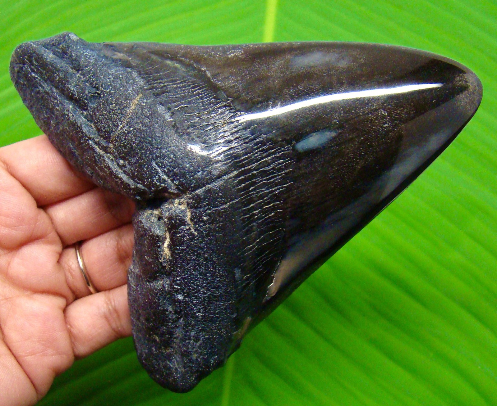 MEGALODON Shark tooth - Real Fossil 4.92” Shark teeth Meg - NO RESTORATIONS