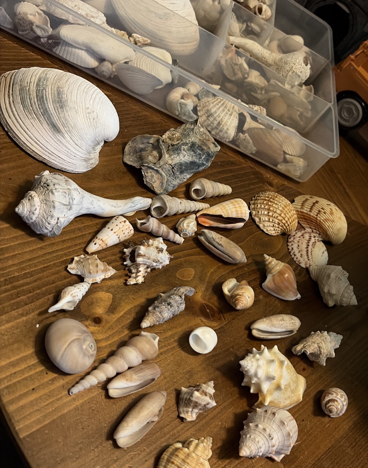 Huge Lot of Seashells Sea Shells Best Price