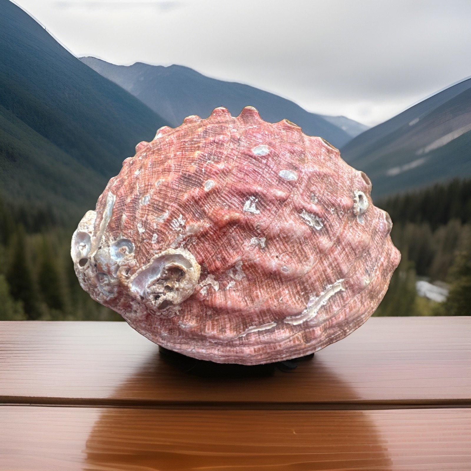 Red Abalone Shell California Large 7.5\
