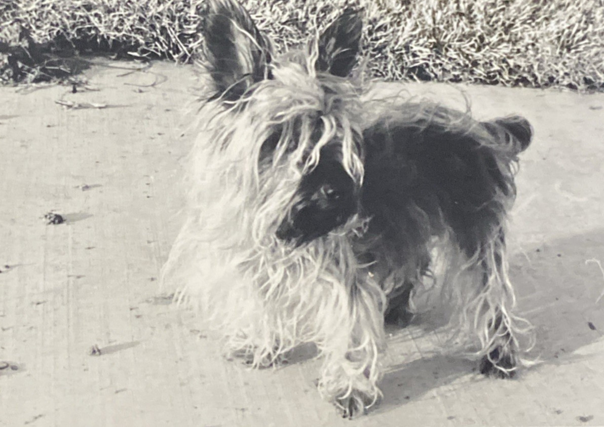 1950s? Cairn Terrier Cute Adorable Small Puppy Dog Pet Sidewalk Old Photo P20q23