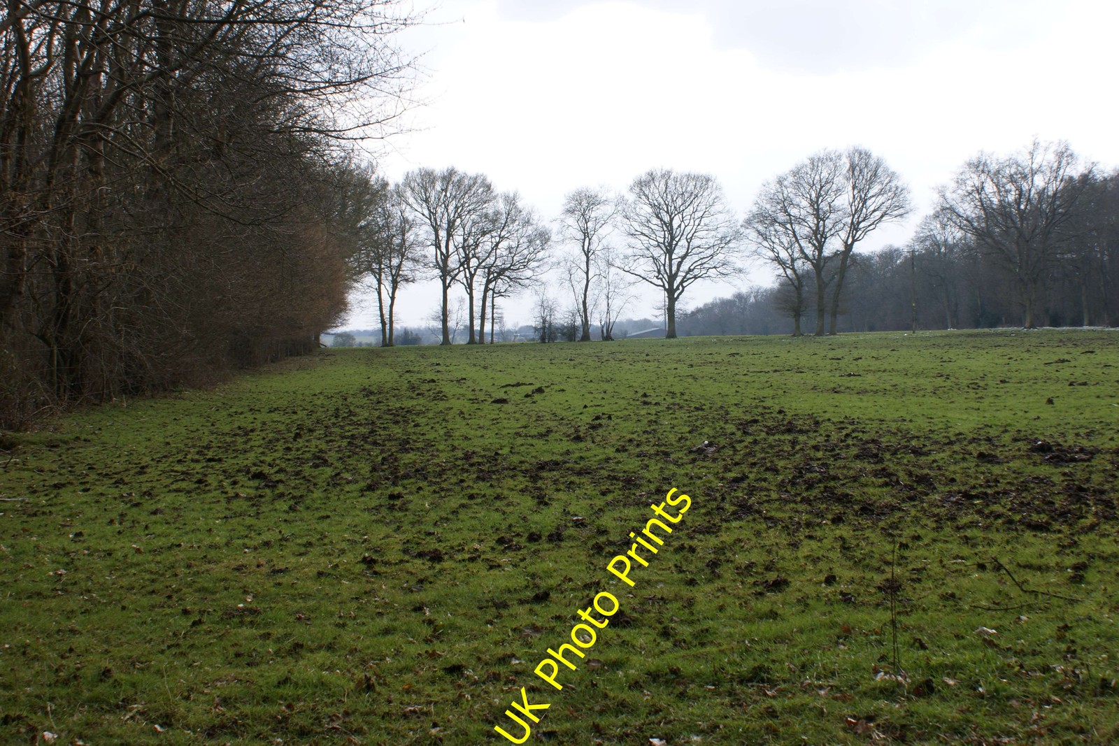Photo A3 Pasture between Woodman's Wood and Lower Plantation Hogpits Bot c2013