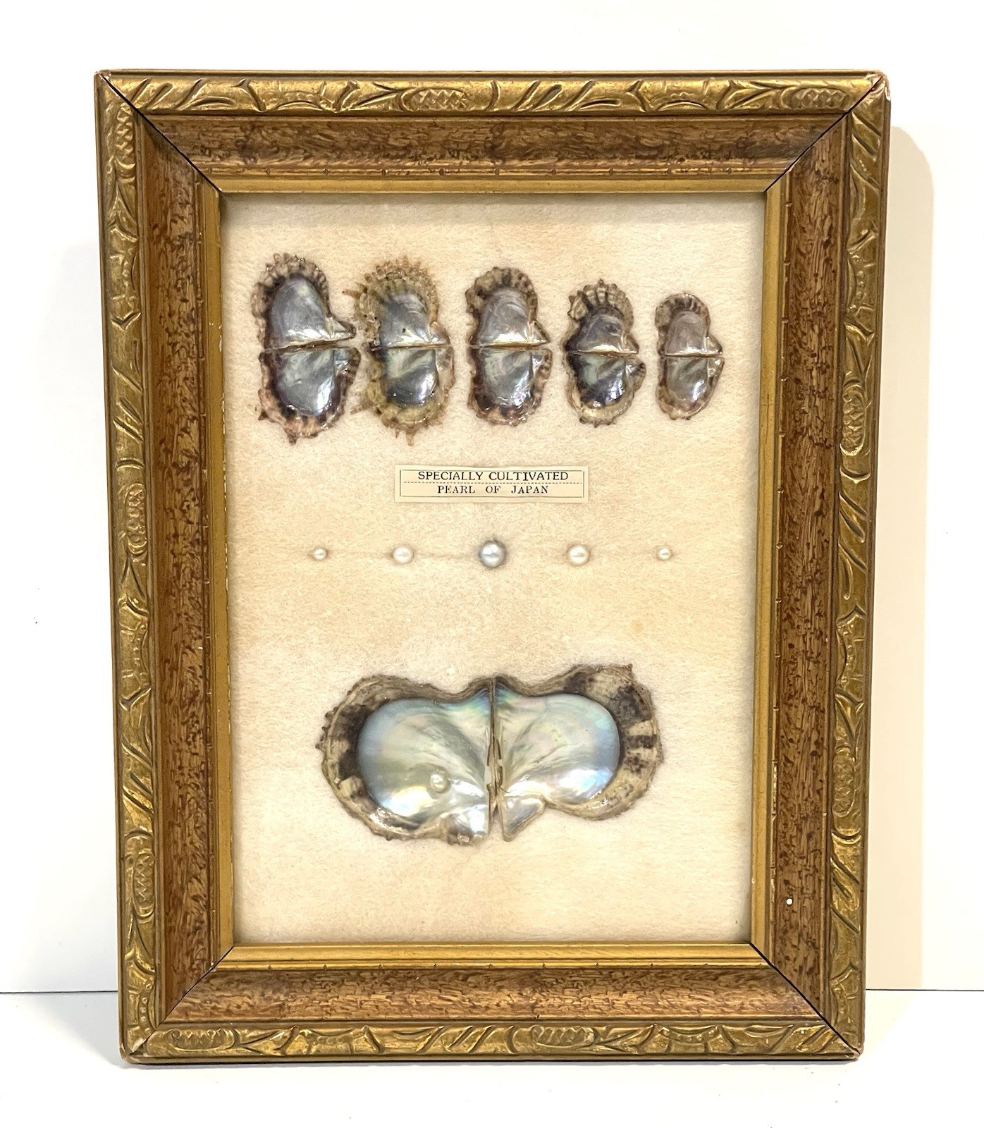 VINTAGE FRAMED CULTURED PEARLS & SHELLS JAPANESE OYSTER GROWTH DISPLAY