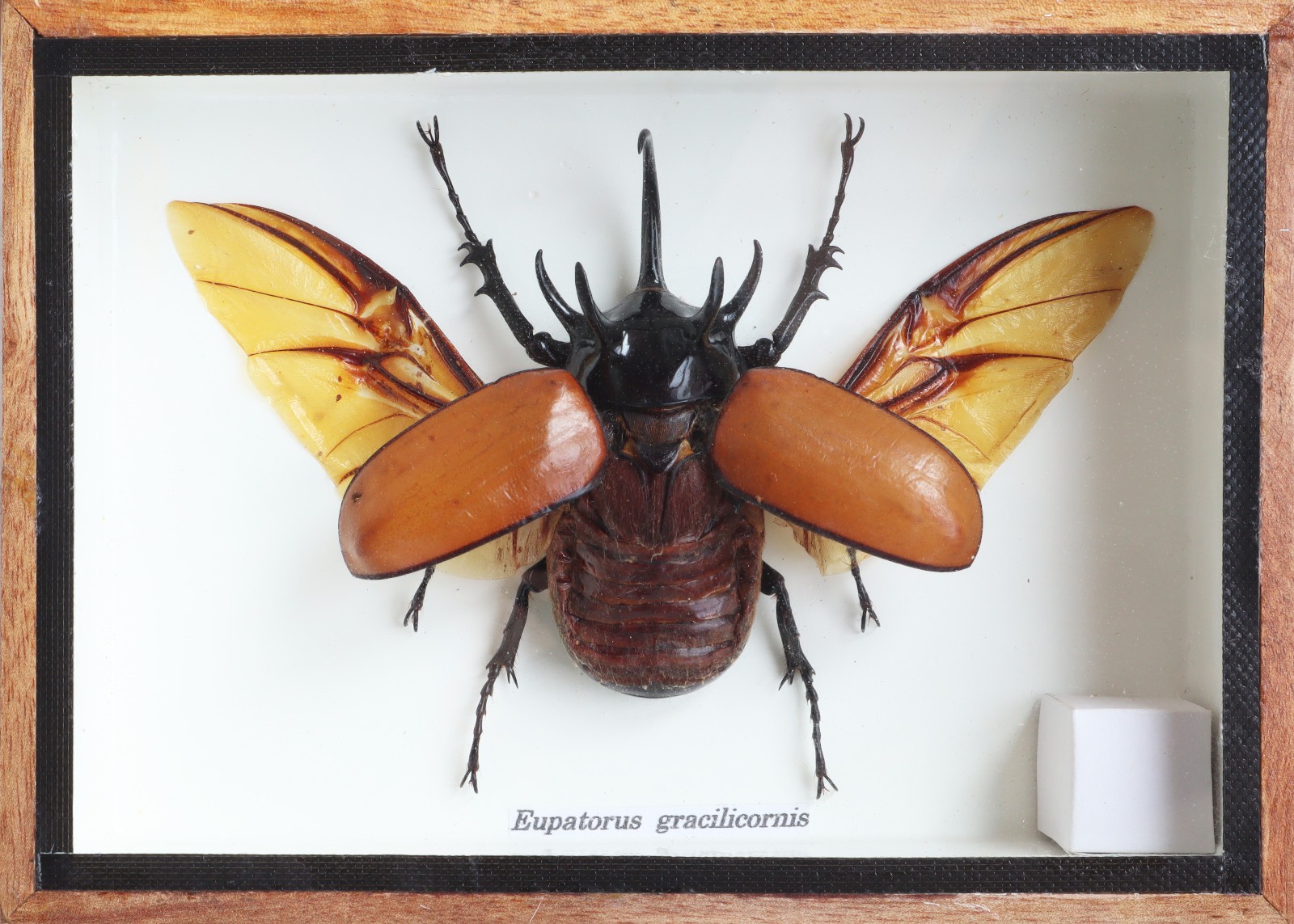 Real 5 Horned Rhino Beetle Eupatoris Gracilicornis Taxidermy Beetle Box Display