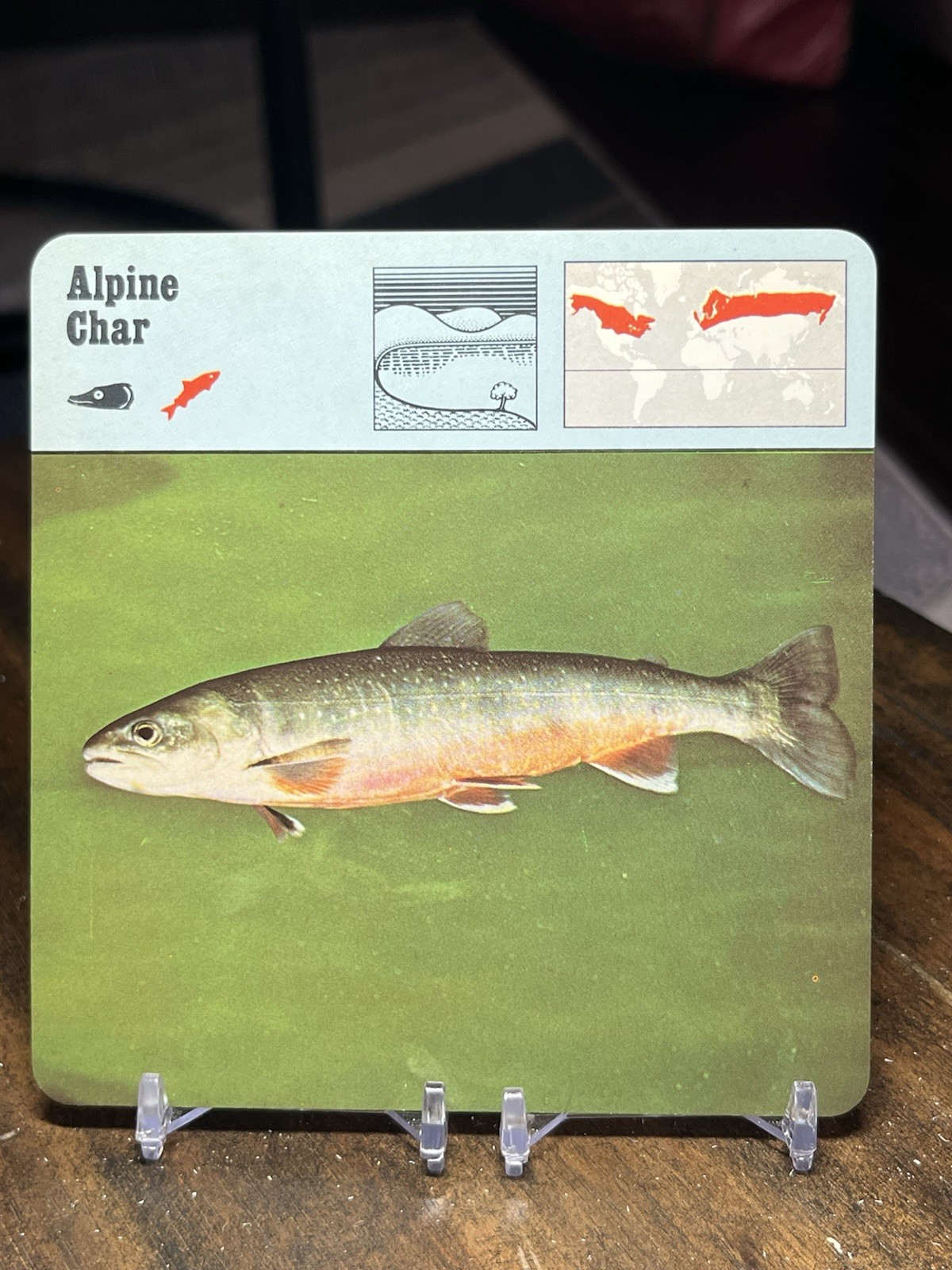 Alpine Char, 1977 Editions Recontre 4 3/4\