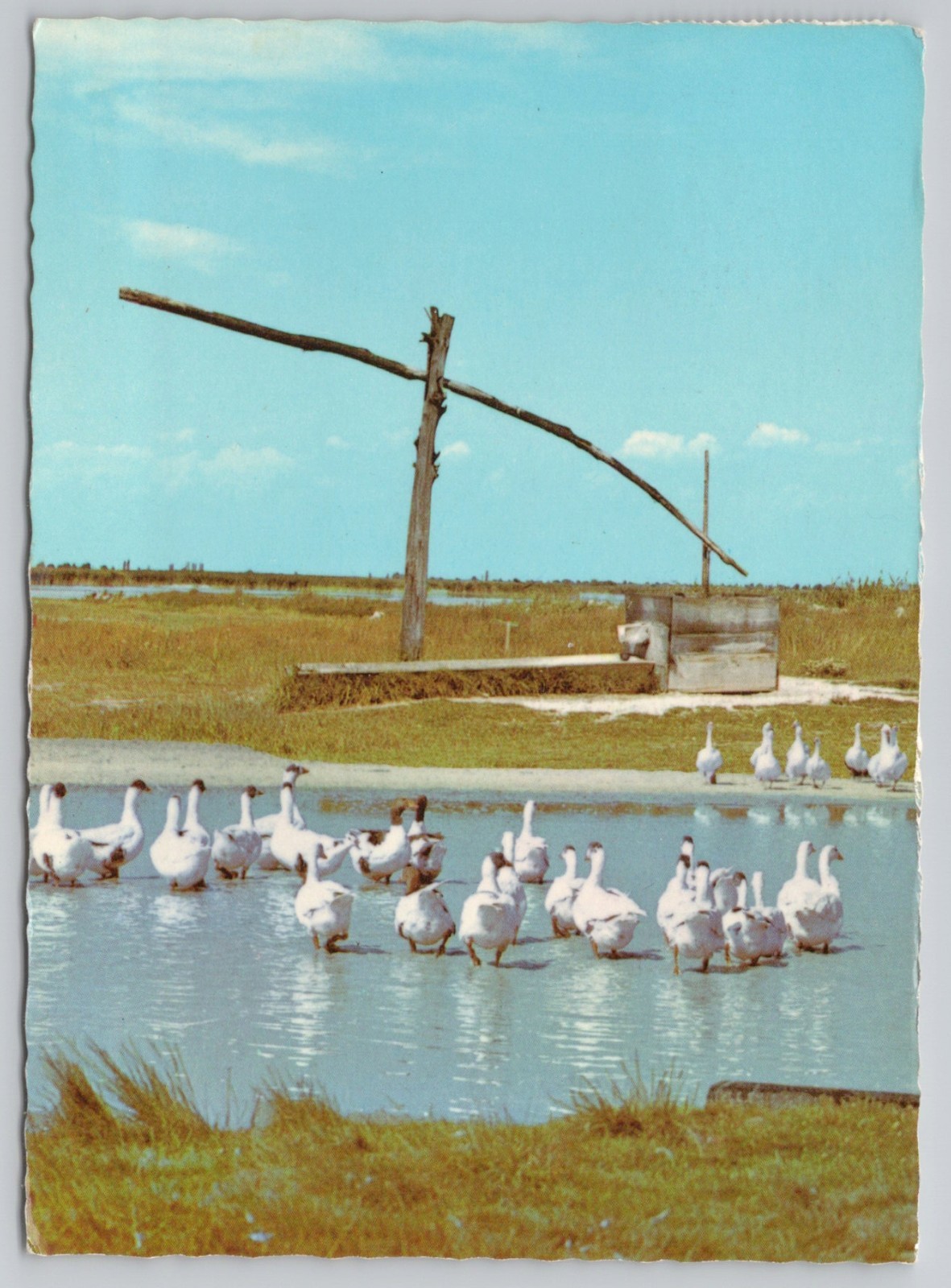 Motif from Burgenland, Austria: Geese at the well