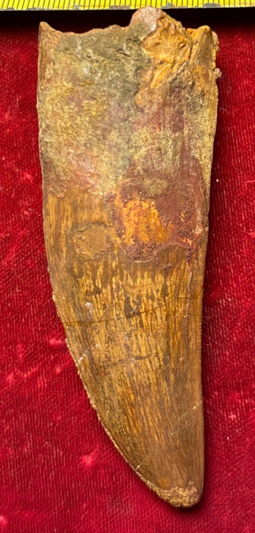 Rare Carcharodontosaurus Dinosaur Tooth T Rex Cousin 95 Mil Yrs Fossil 2 3/4”