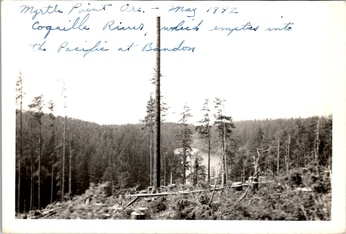 May 1942 Coquille River Logging Oregon Clear-Cut Stumps Silver Gelatin Photo