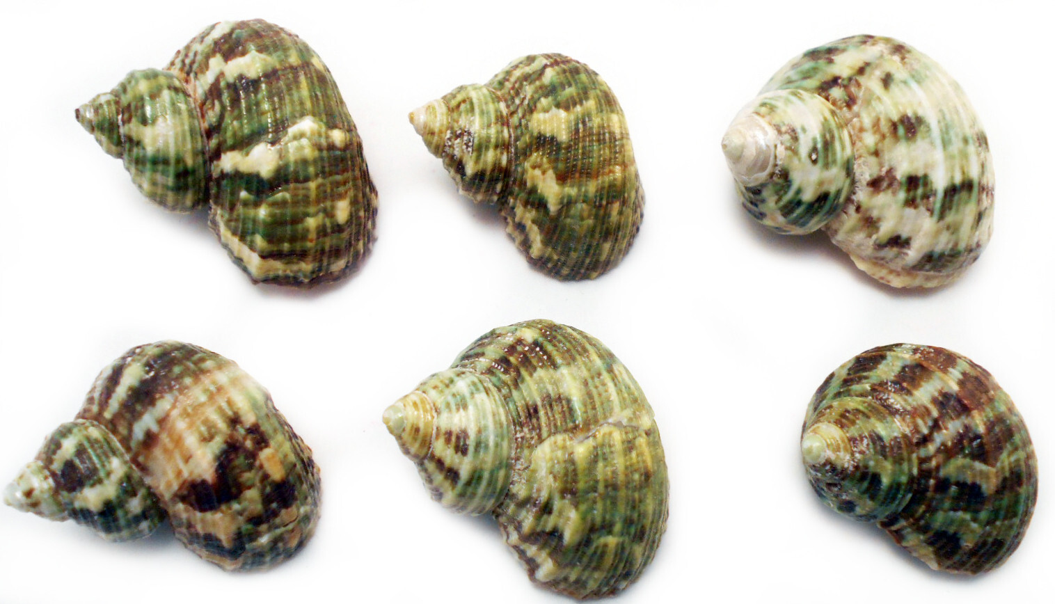 12 Small Green Turbo Shells (Size 3/4