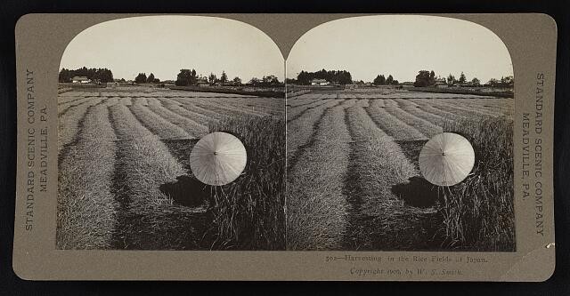 Photo:Japan 1906 Harvesting Rice Fields Farmer with Parasol Stereoview