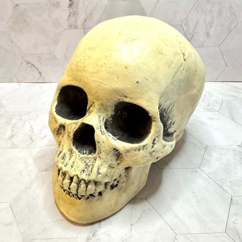 Realistic Human Skull Statue Decor Polyresin Halloween Gothic Table Home Party