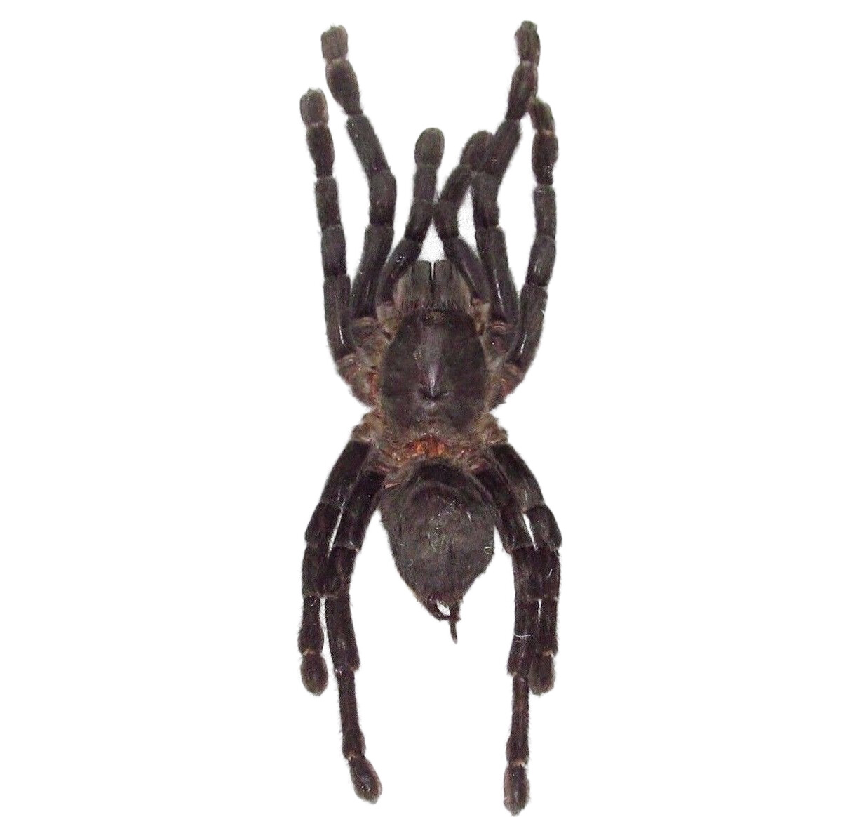 Haplopelma minax REAL TARANTULA SPIDER ARACHNID UNMOUNTED PACKAGED