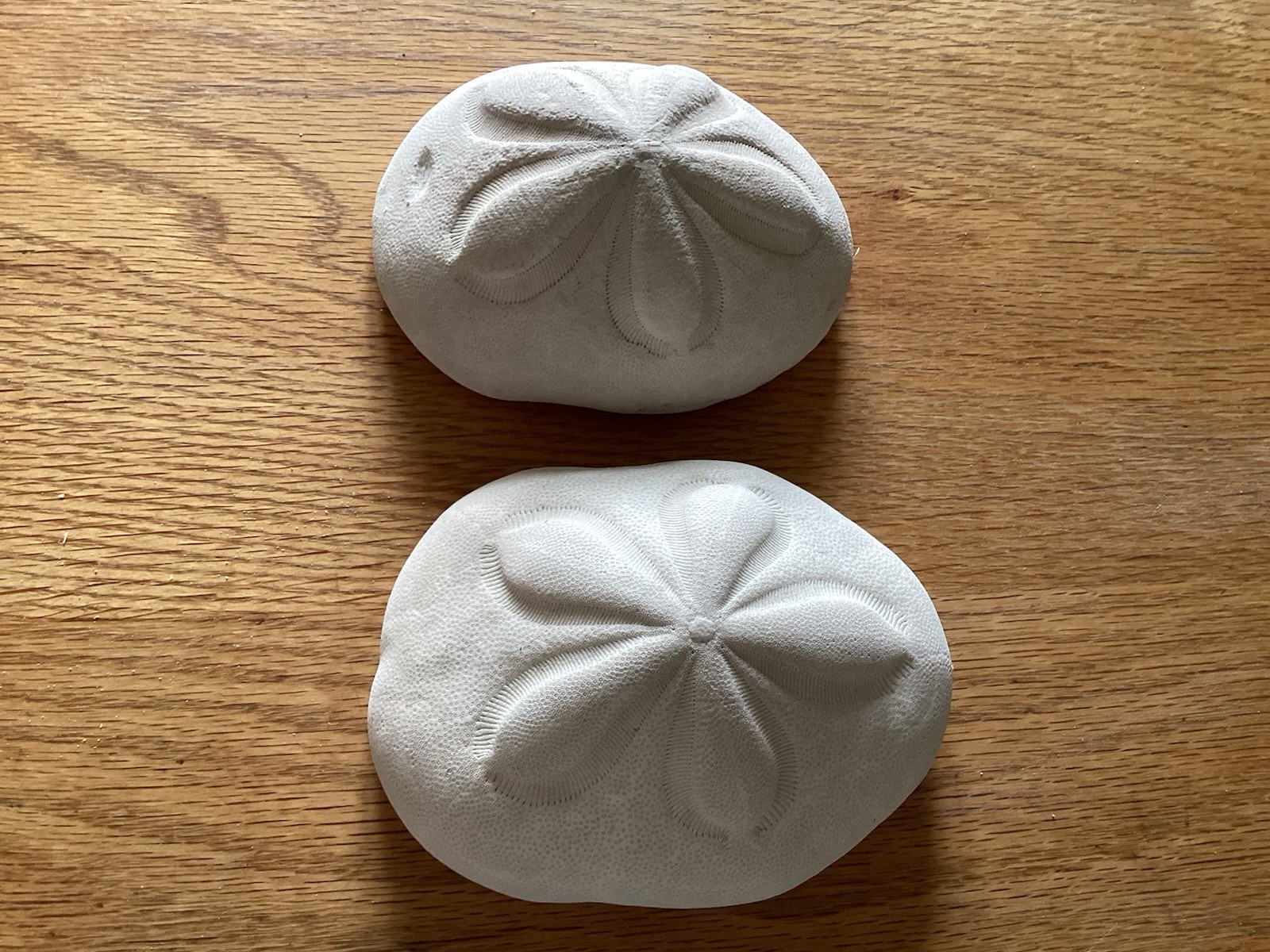 Genuine Pair Of XL Sea Biscuits Salt Water Shells