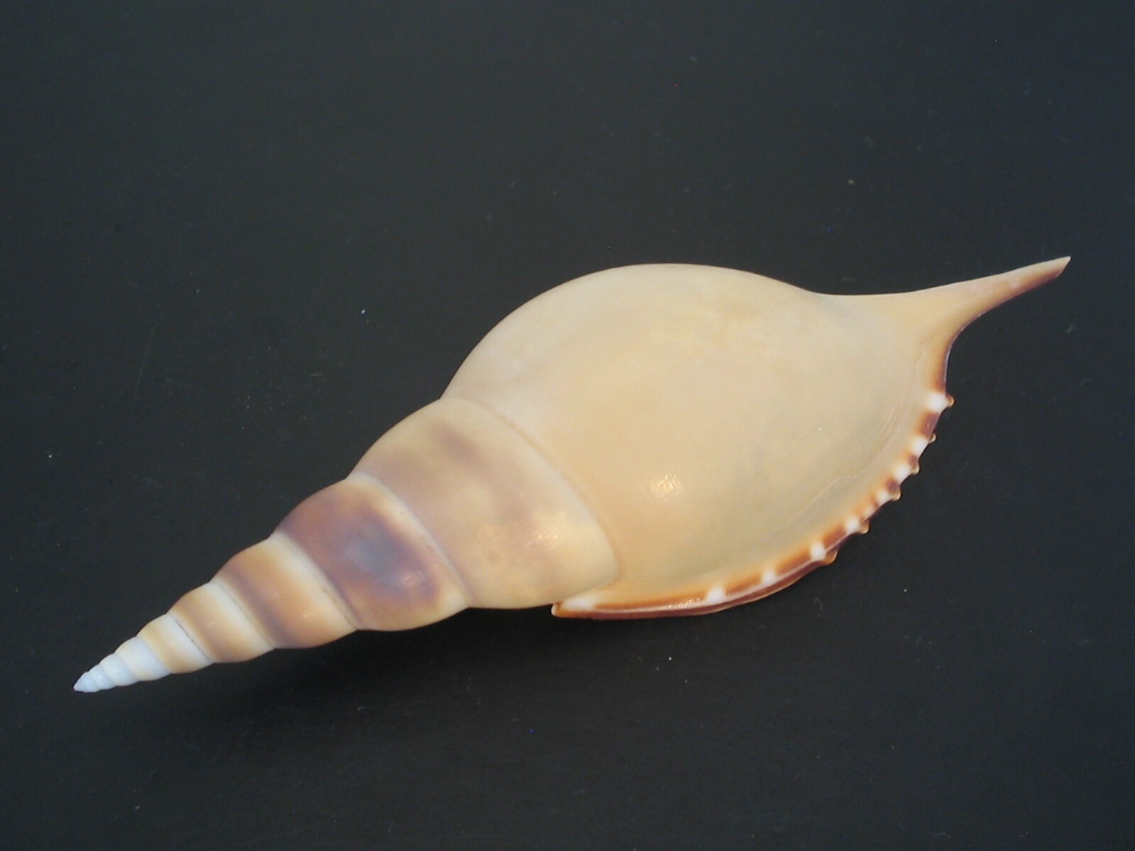 Huge Beauty...(Tibia) ROSTELLARIELLA MARTINII~115.3mm~Philippine SEASHELL