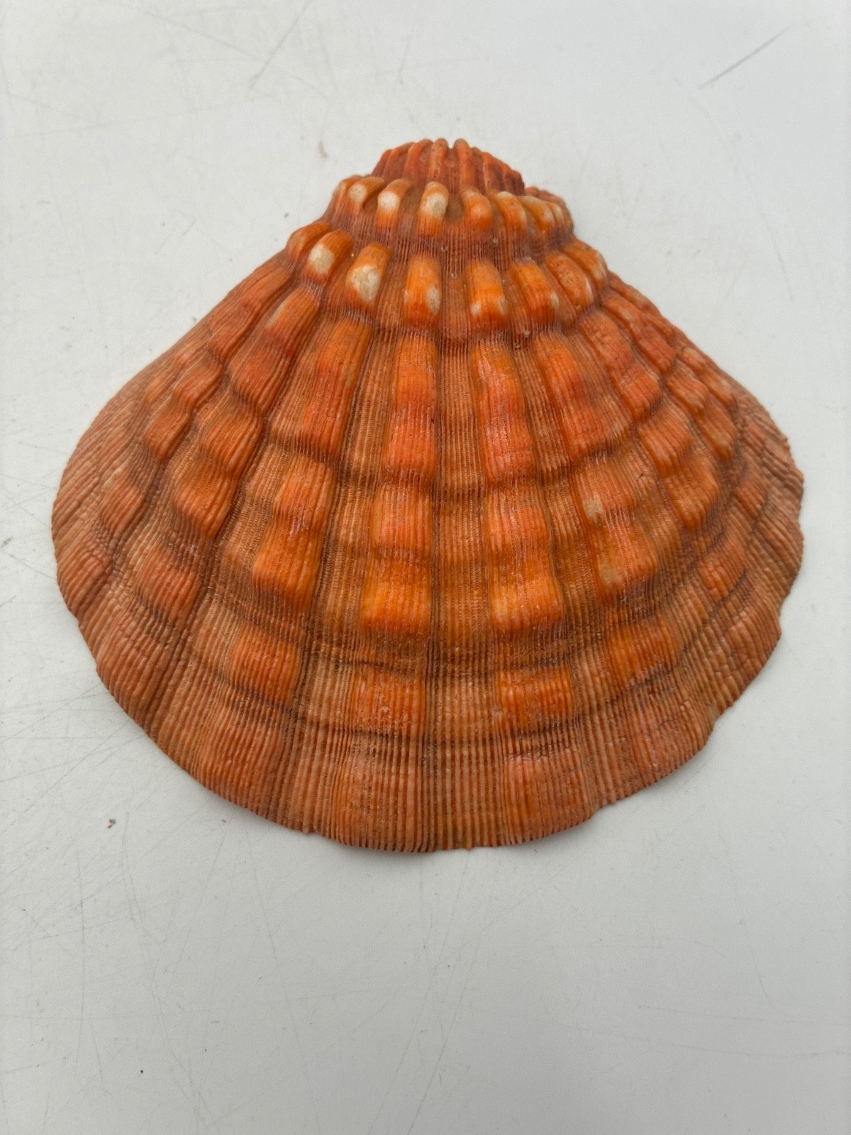 Beautiful~Large~5.25 Inch~Lion's Paw Shell~Scallop Shell~Natural Seashell~Purple