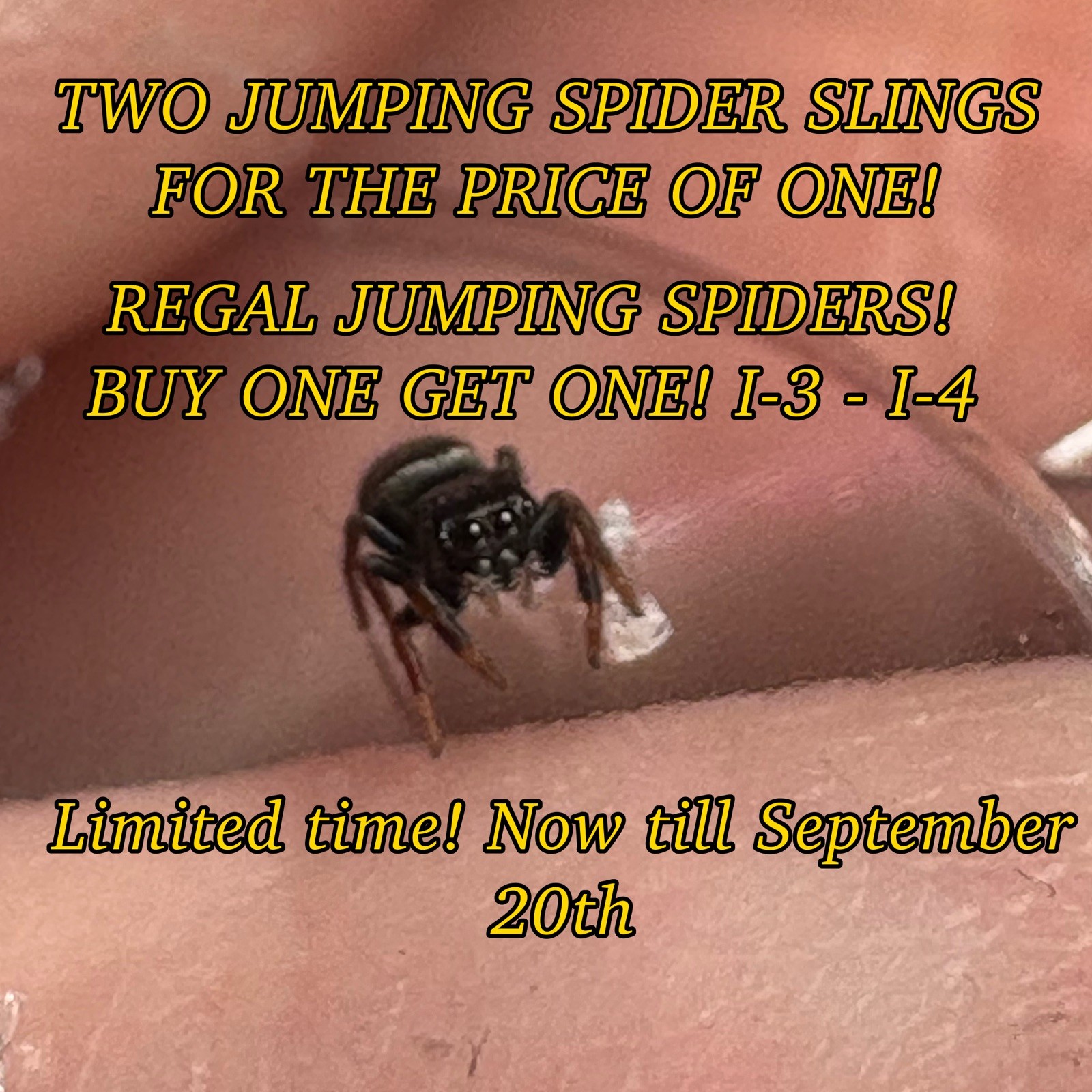 💜REGAL JUMPING SPIDER SALE 2 Regal Jumping Spider Slings For The Price Of One.