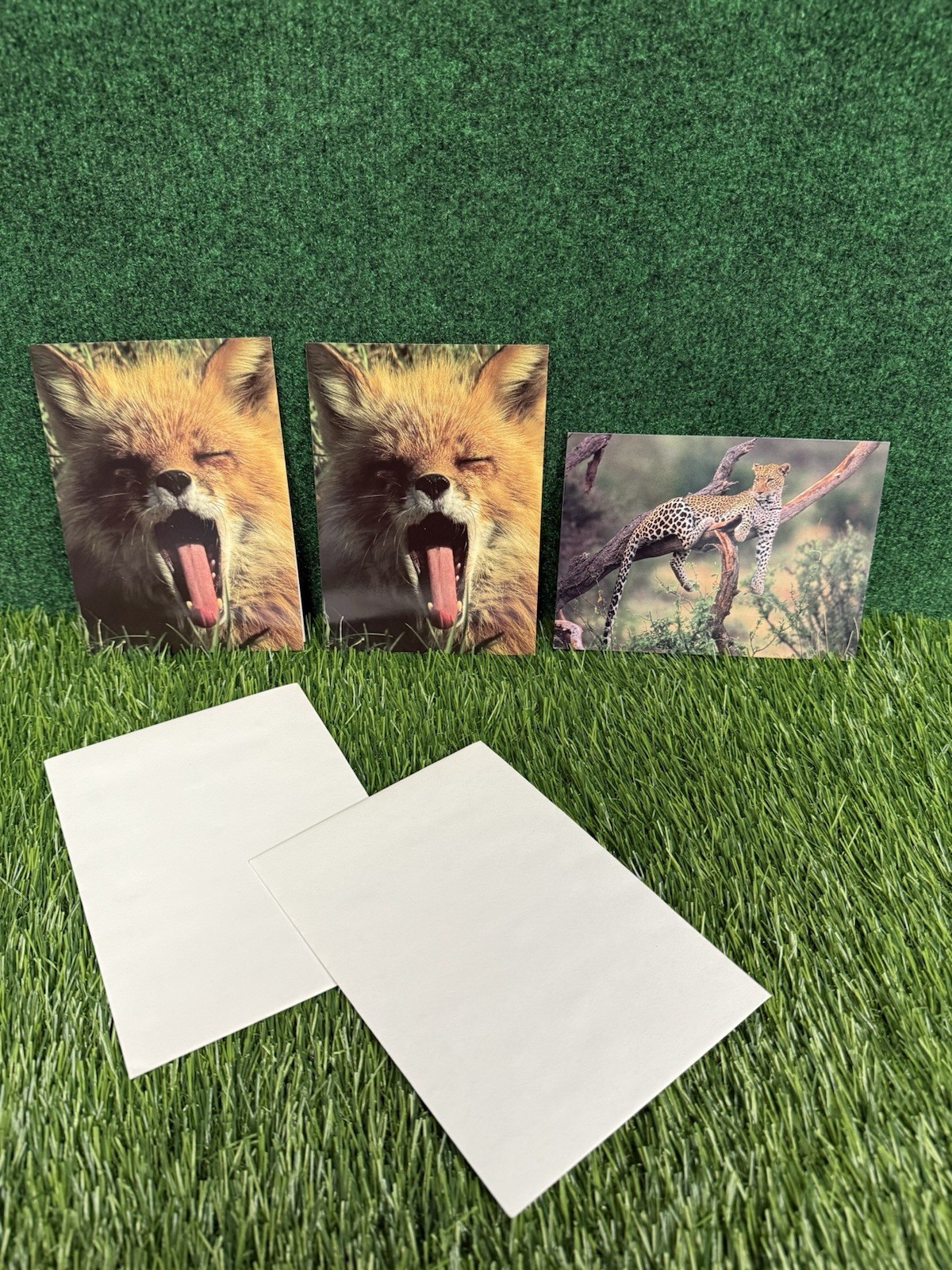 Brand New Sierra Club Postcards Animals Wolf More