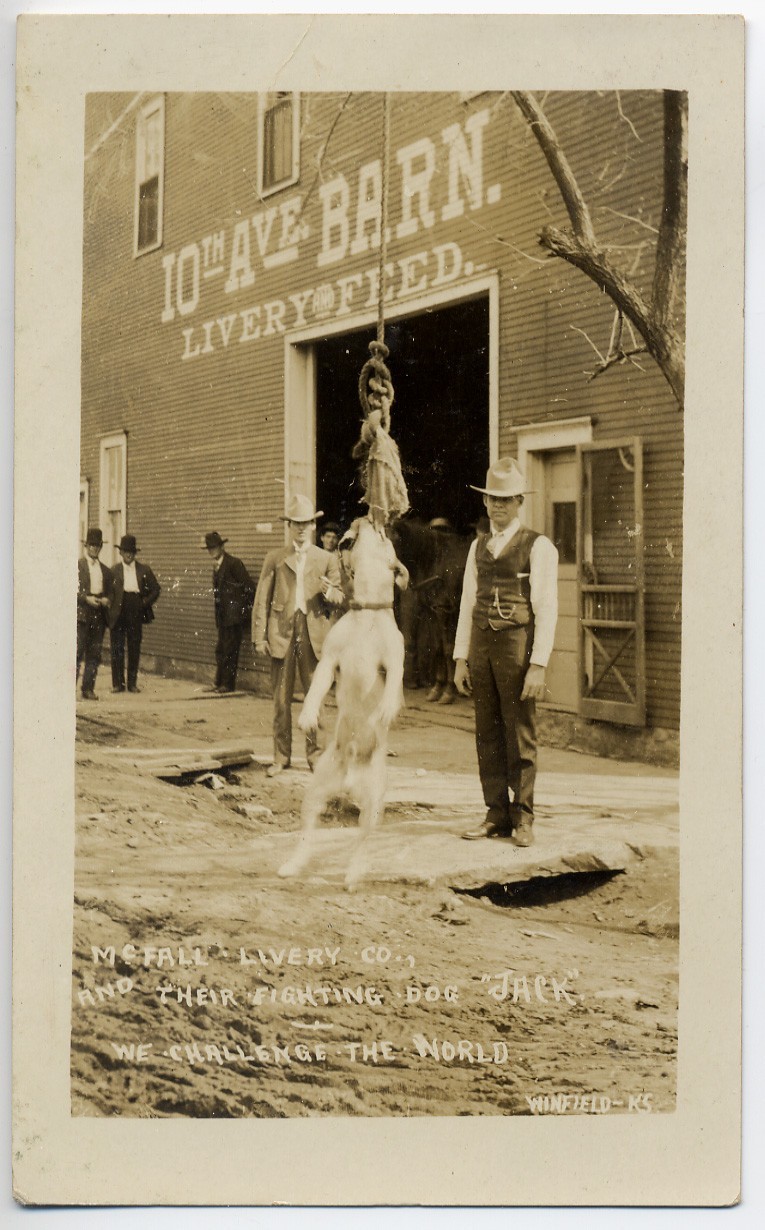 RPPC Fighting Pitbull Dog Advertising, Winfield, Kansas, Ca. 1910, Real Photo PC