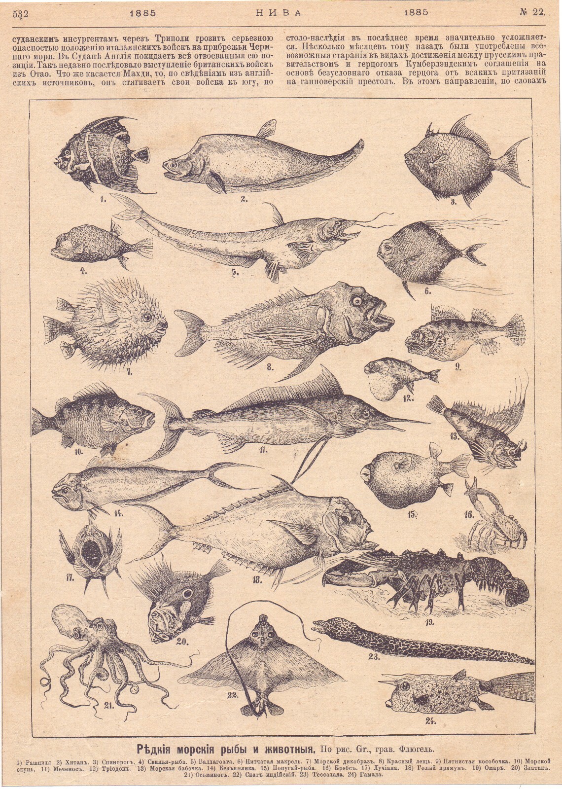 Antique russian Magazine from 1885. The World of Sea Monsters 1 page.