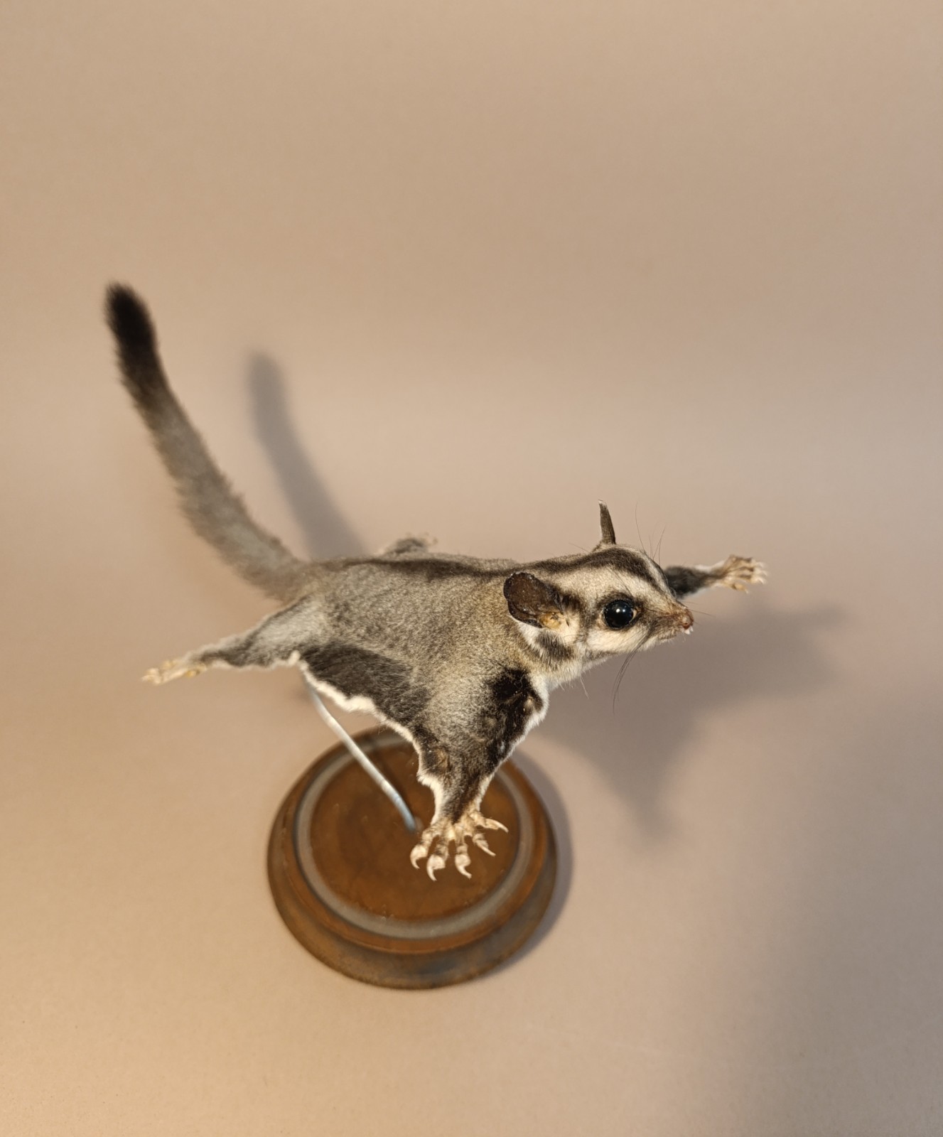Taxidermy, Cabinet De Curiosites: Petaurus breviceps